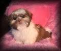 Teacup+shih+tzu+puppies+for+sale+in+alabama